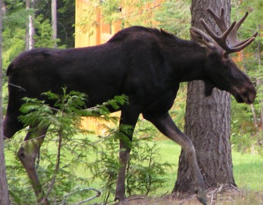 Moose1.jpg